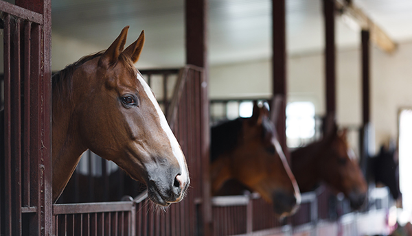 Livestock_shelter
